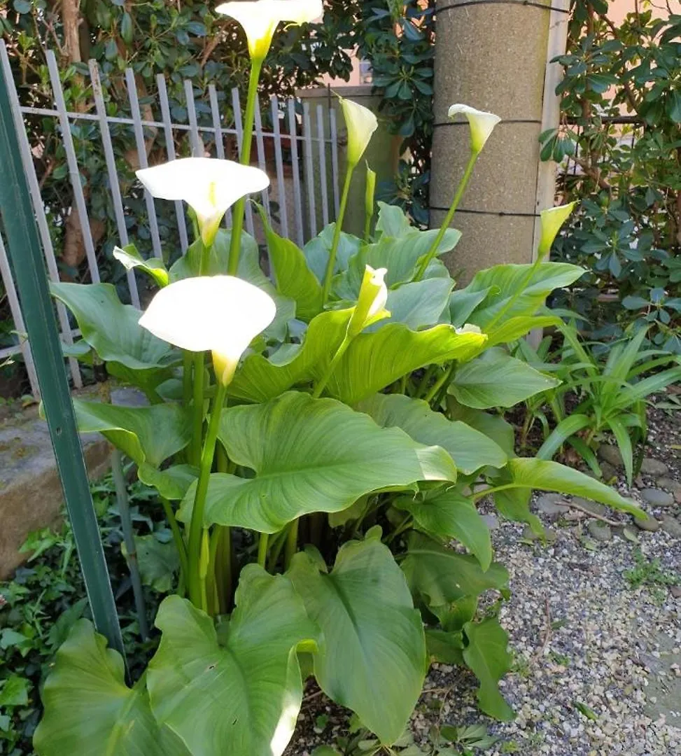 Homestay Creativhause 2 Apartment San Giuliano Terme Italy